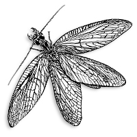 dobsonfly illustration