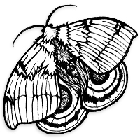 io moth illustration
